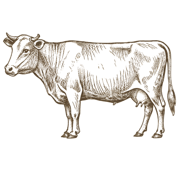 nourished hearth natural logo of a cow